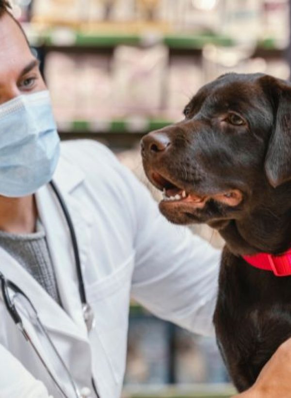 Seguro para perros 3